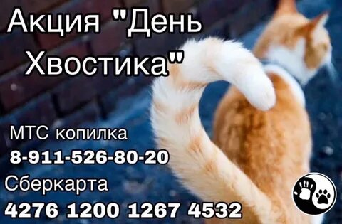 День хвостиков