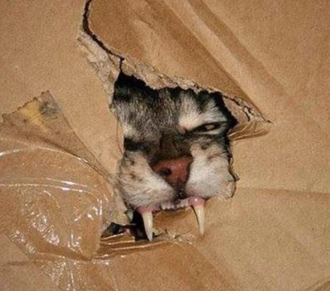 Кот кидается на людей