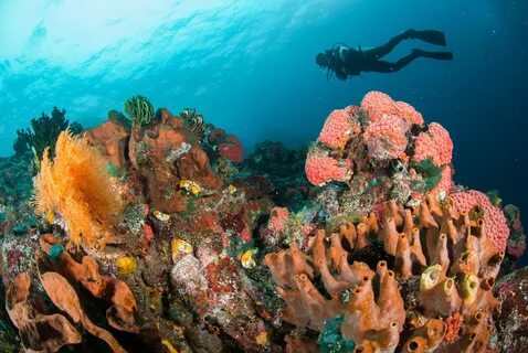 The coral