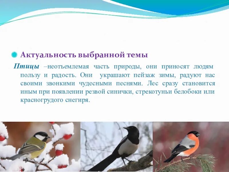 Городские птицы проект. Проект город птиц. Материал для творческого проекта "птичья гавонь". Зимующие птицы. Зимующие птицы в городе.
