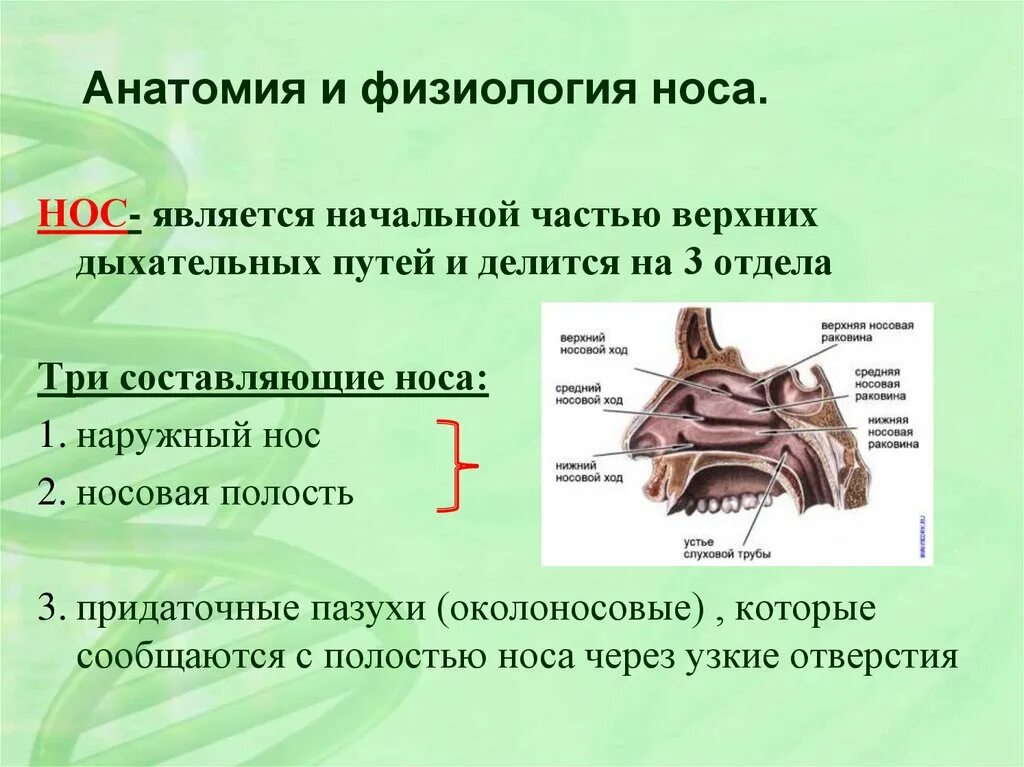 Слизистые оболочки носовых ходов. Носовая полость строение анатомия. Пазухи околоносовые и нос строение. Околоносовые пазухи и носовые ходы. Дыхательная система человека анатомия полость носа.