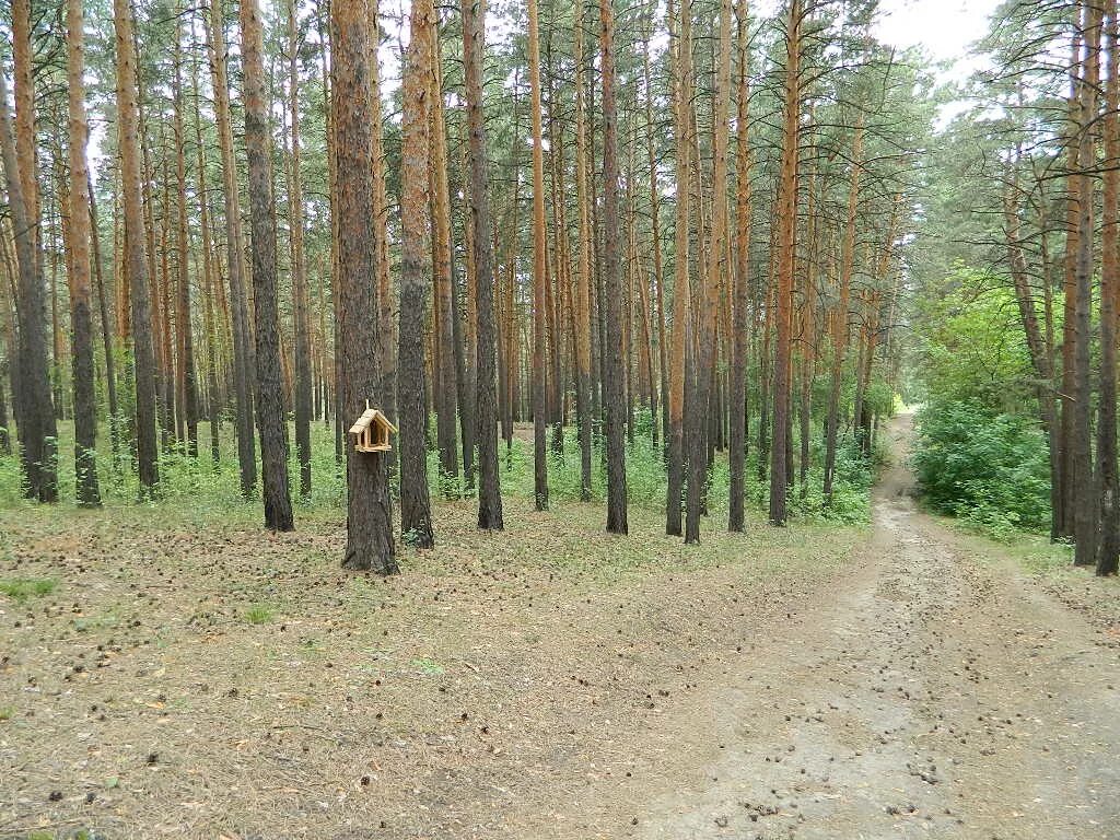 Лесной участок особенности. Арендаторы леса. Защитные леса. Арендованный Лесной участок. Арендаторы леса в России.
