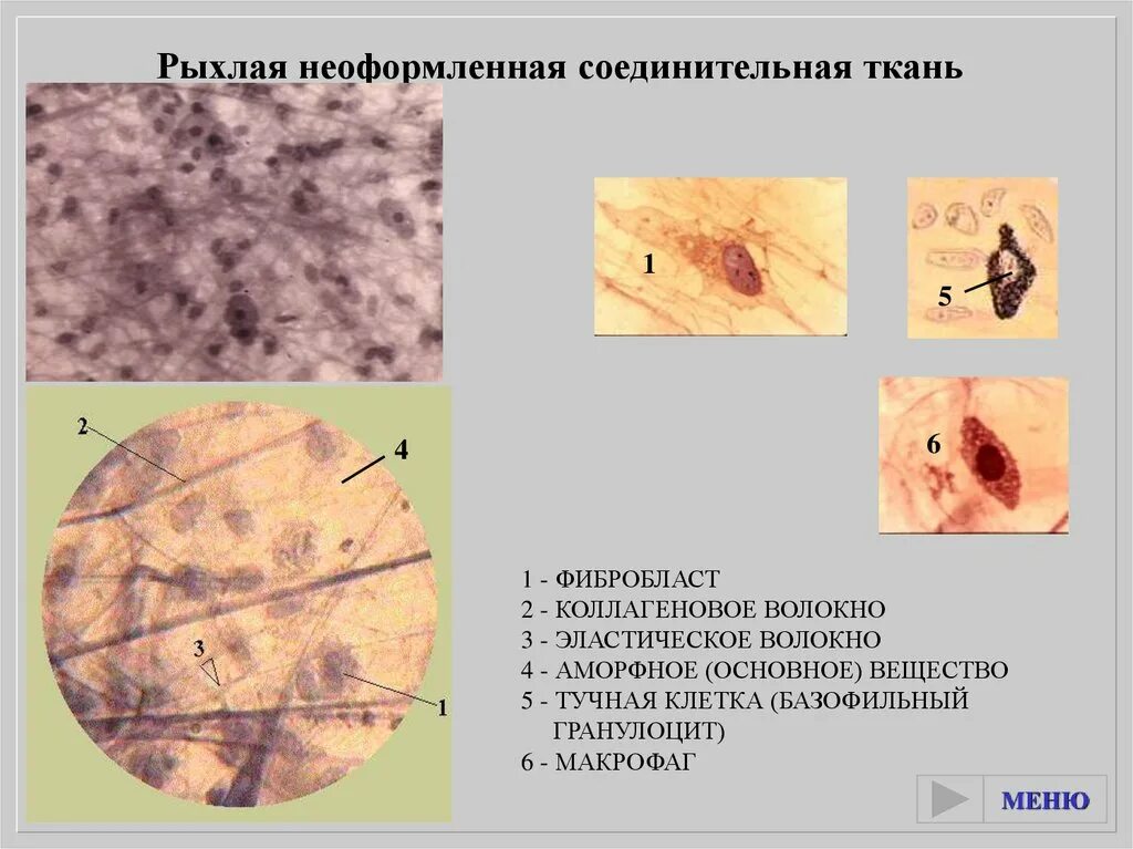 Рыхлая плотная волокнистая