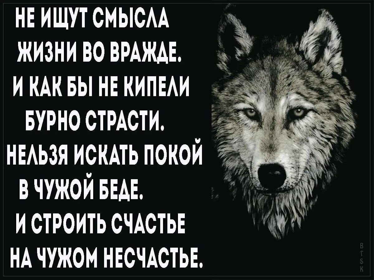 Чужой беды не бывает значение. Мотивационные цитаты с волком. Волки цитаты в картинках со смыслом. Мотивация волк. Постеры с волком и Цитатами.