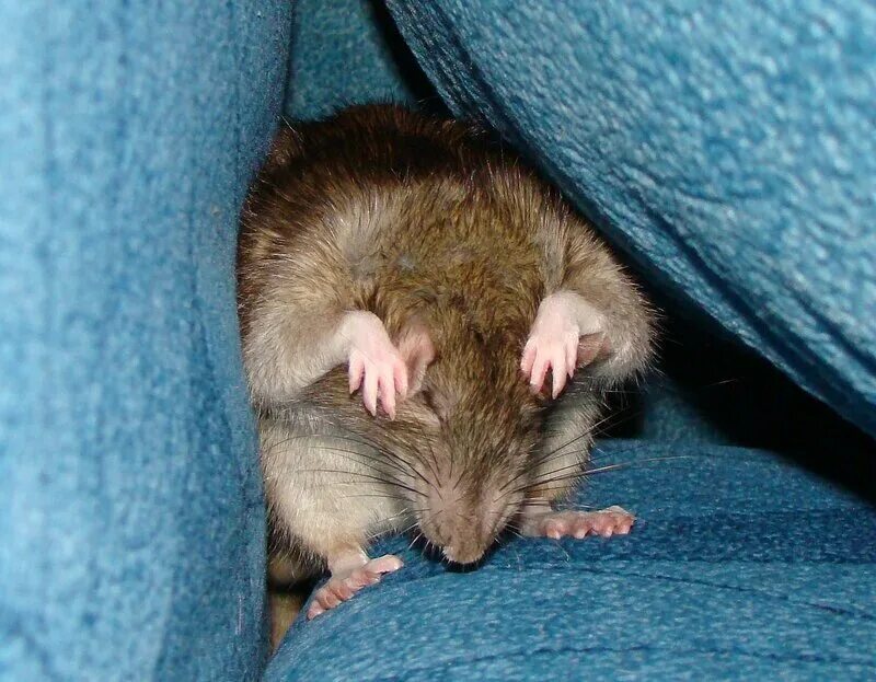 Почему крысы спят. Мышь в кроватке.