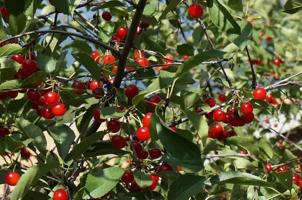 Вишня кустарниковая Степная. Вишня кустарниковая. Кустовая вишня Брусницына. Вишня Субботинская кустарниковая.