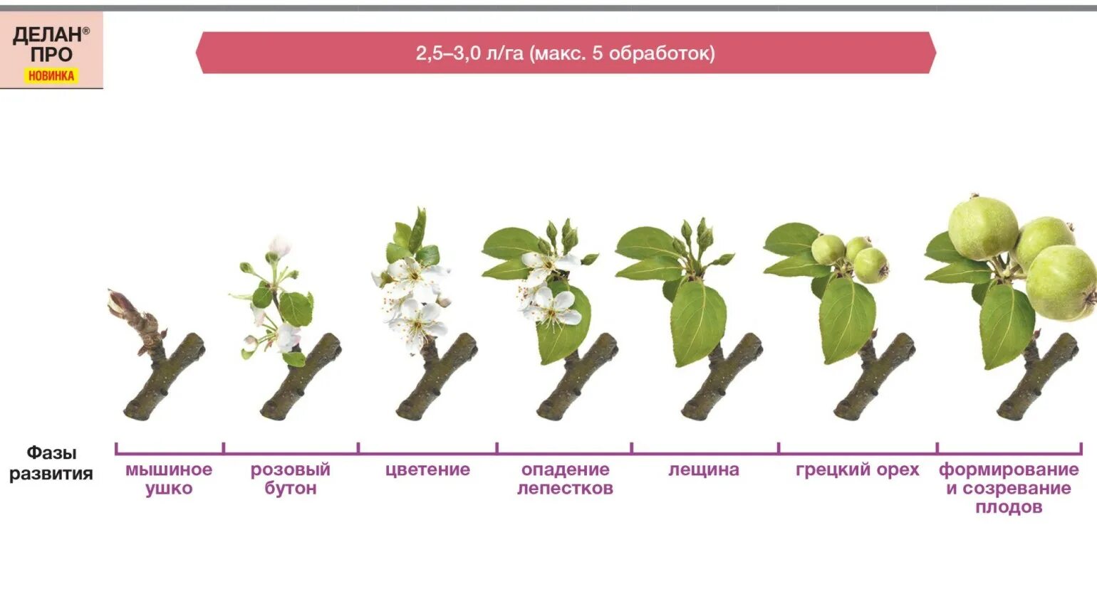 Вегетация яблони