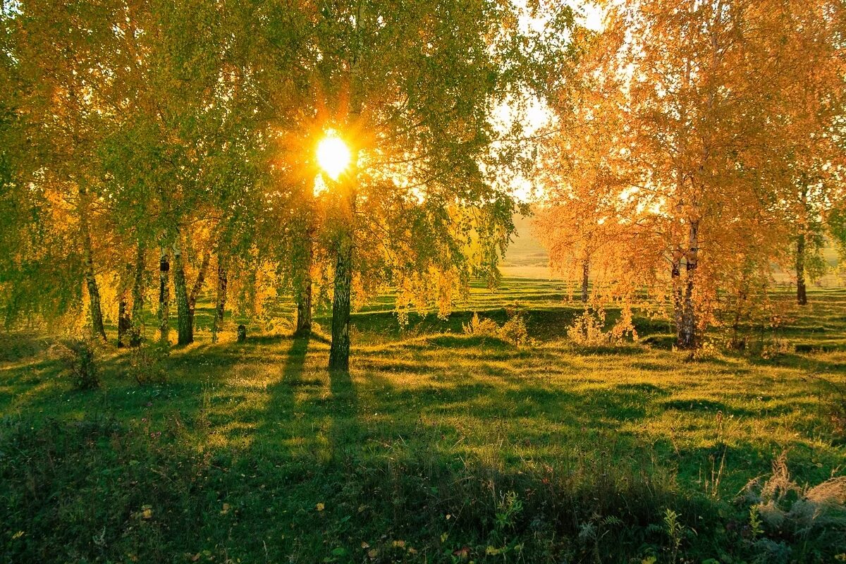 Березка сиверский. Осень солнце. Берёзовая роща на закате. Береза в лучах солнца. Осенний закат в лесу.