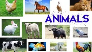 11 animal. Тварини рідного краю. Свійська тварина Донецька. Guess the animal for Kids.