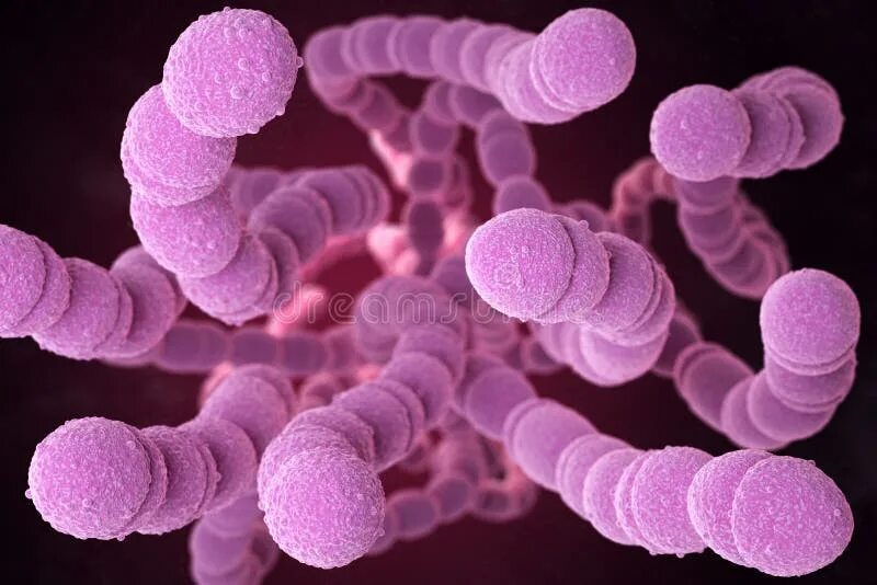 Стрептококк мытный это. Streptococcus equi мытный стрептококк. стрептококк пневмококковый. стрептококки пневмококки.
