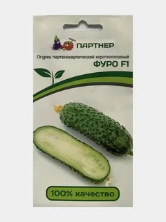 Огурцы сорт платоша