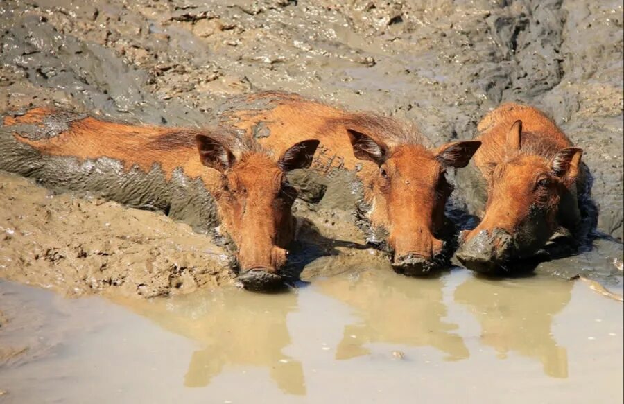 Засуха животные. Гибель животных от засухи. Животные Африки засуха. Звери в засуху в Сибири.