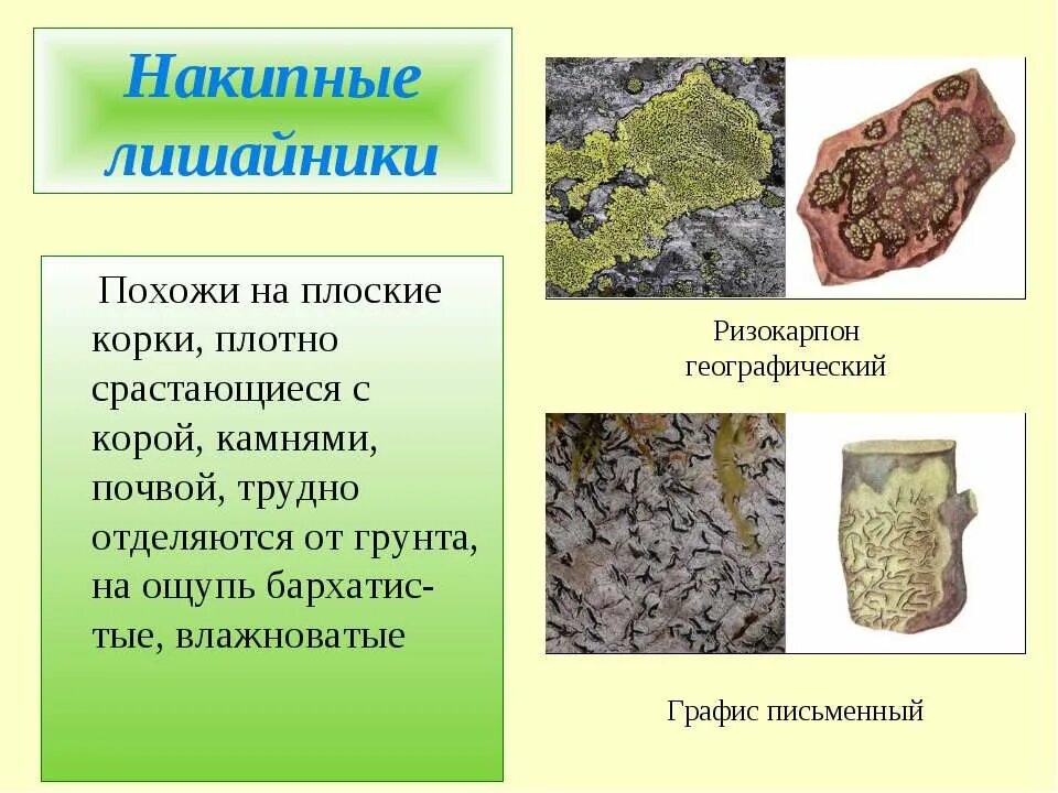 Характеристика отдела лишайники. Строение лишайников 9 класс биология. Отдел лишайники общая характеристика. Дать характеристику лишайникам. Отдел лишайники общая характеристика.