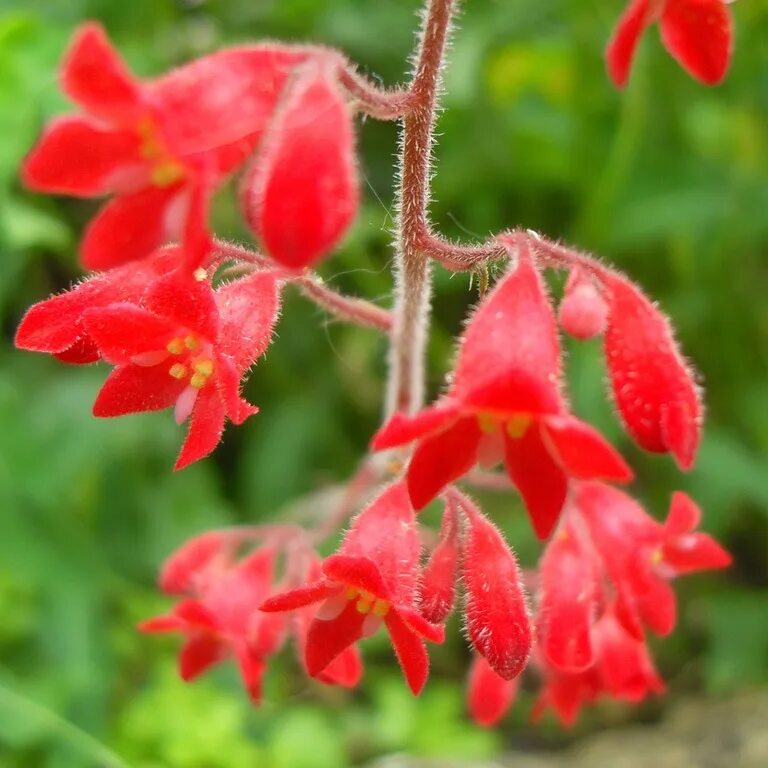 Show plant. Гейхера Red Spangles. Гравилат и гейхера. Coral Bells цветок. Алум цветок.