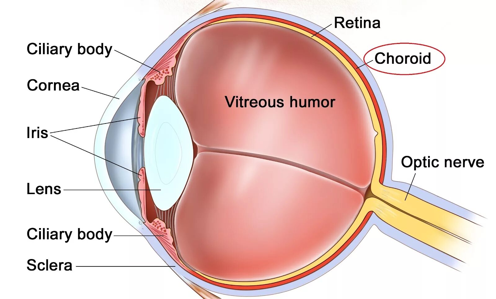 Желтое пятно. Строение глаза слепое пятно. Строение глаза слепое пят. Анатомия глазного яблока офтальмология. Хрусталик глаза человека.