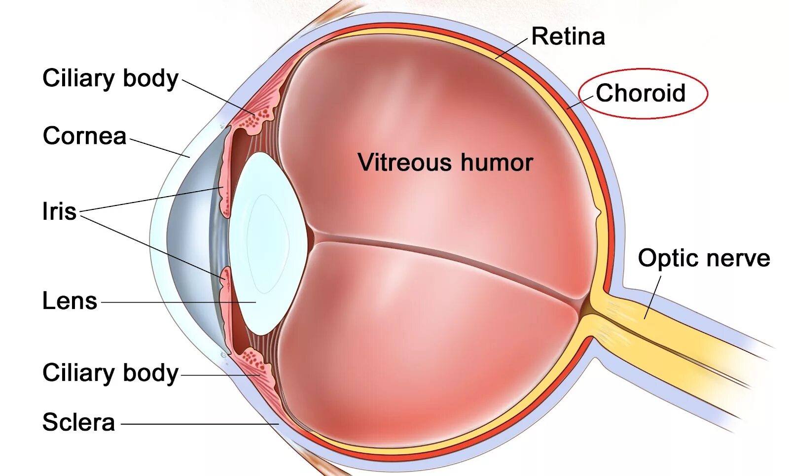 Строение глаза слепое пятно. Строение глаза сетчатка роговица хрусталик. Строение глаза человека макула. Слепое пятно глаза анатомия. К оптической системе глаза относятся роговица хрусталик