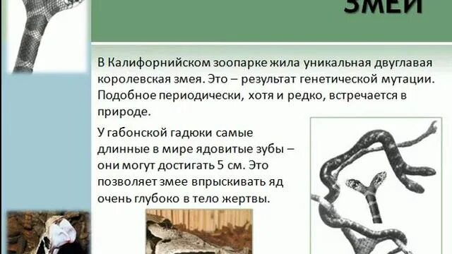 Проблема на тему проекта змеи Укусы змей и насекомых Ученик 6 А класса