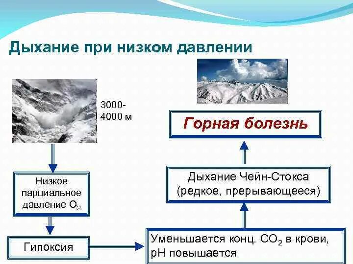 Содержание горная болезнь. Изменения дыхания при гипоксии. Регуляция дыхания при пониженном атмосферном давлении. Изменения вентиляции легких при повышенном атмосферном давлении.. Изменение дыхания при гипоксии физиология.