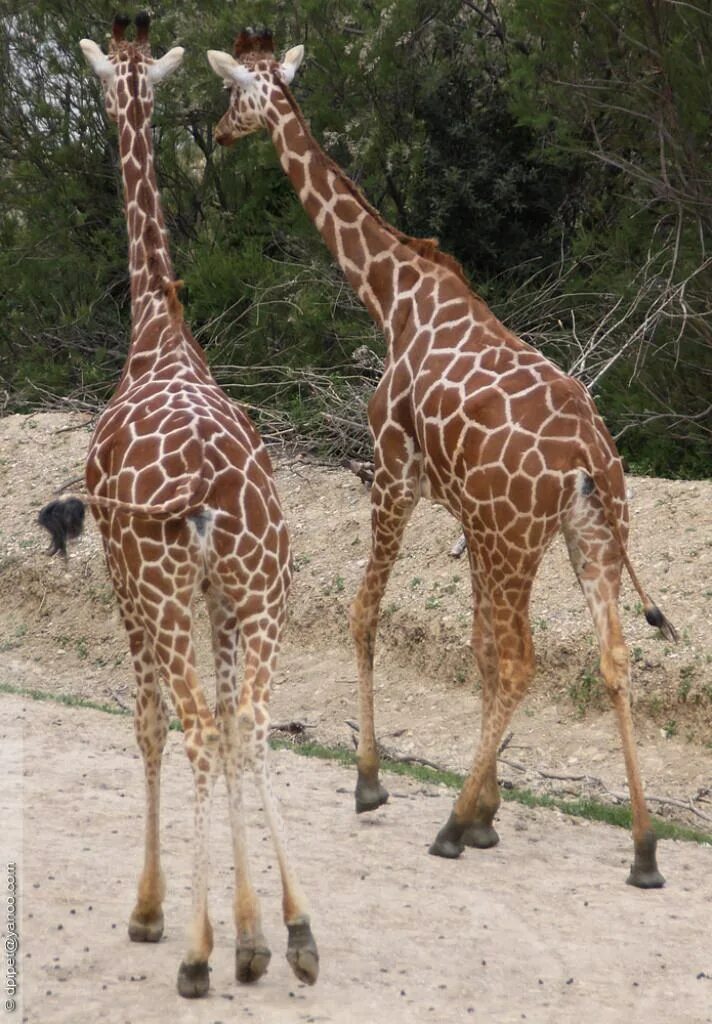 Ангольский Жираф (Giraffa camelopardalis angolensis). Зад жирафа. Среда обитания жирафа.