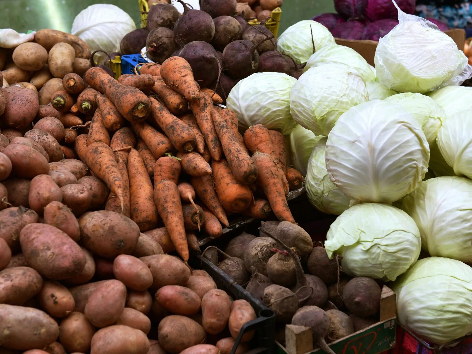 Купить овощи беларусь. Поставка овощей. Поставщики овощей. Плодоовощная продукция. Картофель морковь свекла.
