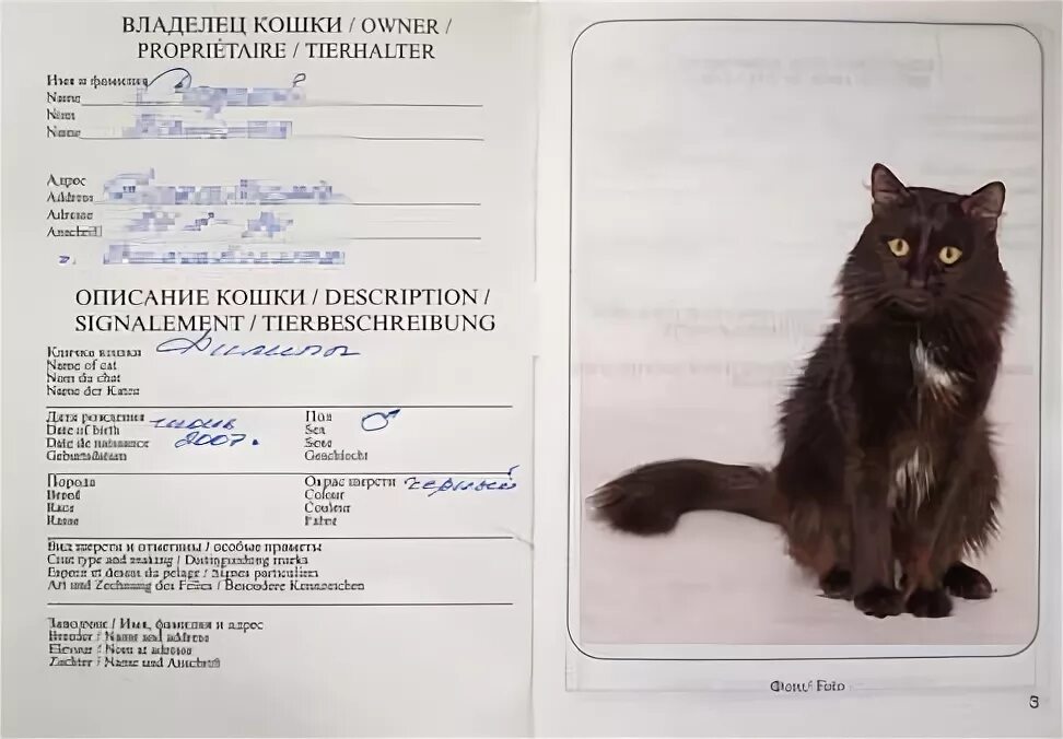 Заполнение международного ветеринарного паспорта для кошек. Заполнение международного ветеринарного паспорта для кошек. Паспорт прививок для кошек. Международный ветеринарный паспорт. Международный ветпаспорт для кошек заполнение.
