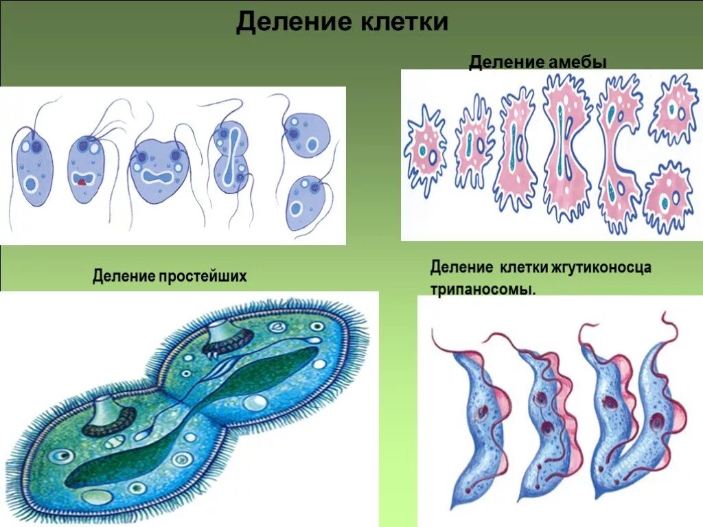 Простым делением клеток размножаются. Бинарное деление бесполое размножение. Бесполое размножение деление клетки бинарное. Деление бесполое размножение рисунок. Бесполое размножение жгутиконосцев.