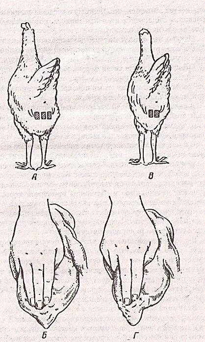 Как отличить молодую от старой. Лонные кости у курицы. Расстояние между лонными костями у курицы. Расстояние между лонными костями у кур несушек. Лонная кость у курицы.