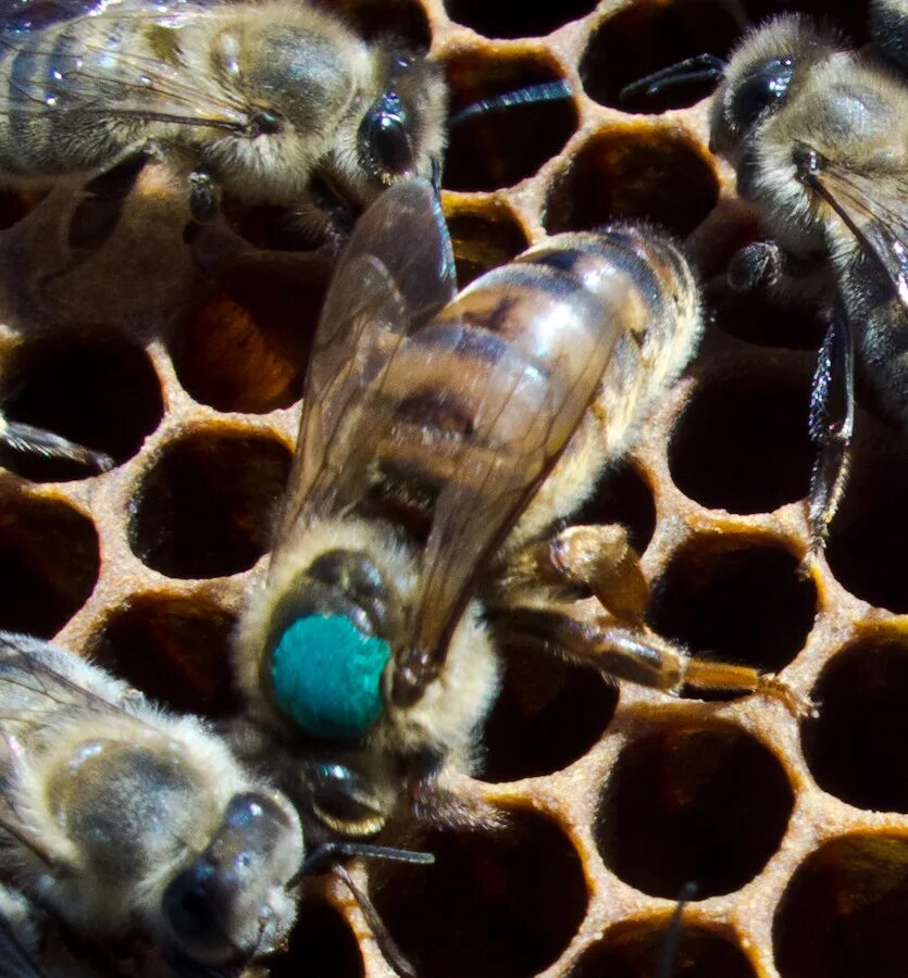 Матка пчелы. Трутень бакфаст. Матка пчелы бакфаст. Пчелы карника бакфаст карпатка. Пчела королева матка.