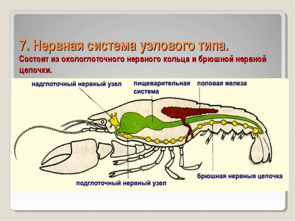 Членистоногие какой тип. Нервная система членистоногих. Тип Членистоногие нервная система. Тип нервной системы у членистоногих. Узловая нервная система у членистоногих.