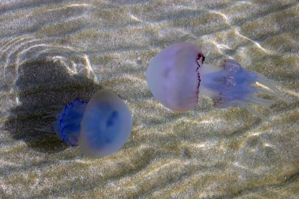 медузы черного моря. нашествие медуз в крыму. тарханкут медузы. медузы черного моря евпатория. медуза корнерот синяя.