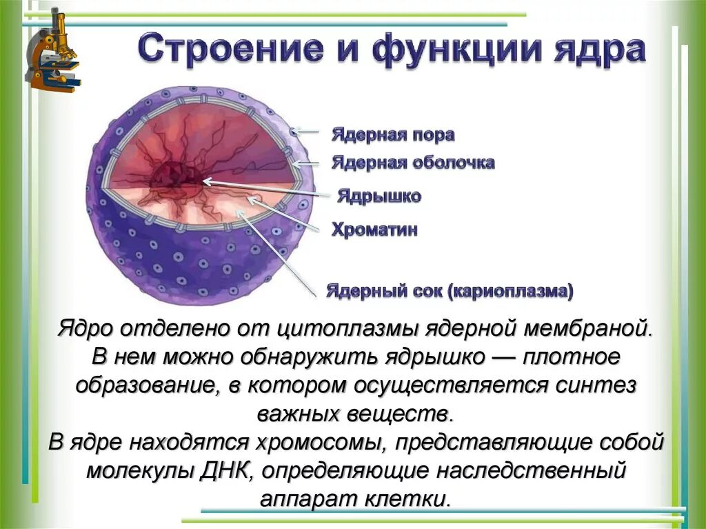 Какую функцию имеет оболочка. Ядрышко строение и функции. Ядро строение и функции. Строение ядра и функции структуры ядра. Ядро клетки строение и функции.