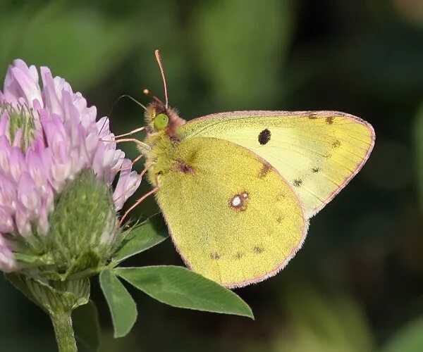 Как выглядит рыба желтушка Clouded Yellow (Colias croceus) Butterfly photos, Butterfly pictures, Yellow but