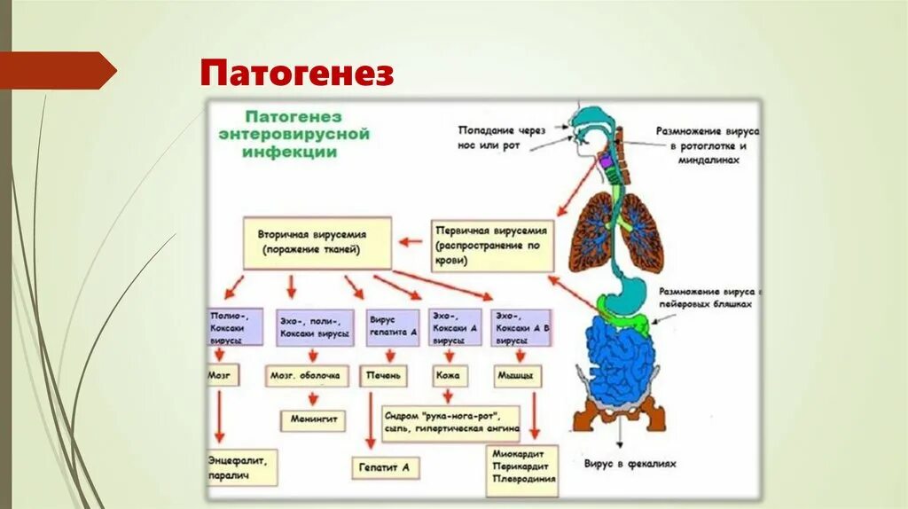 Характеристика ковида. Патогенез коронавирусной инфекции схема. Патогенез энтеровирусной инфекции. Патогенез ковид 19 схема. Схема патогенеза ковид.