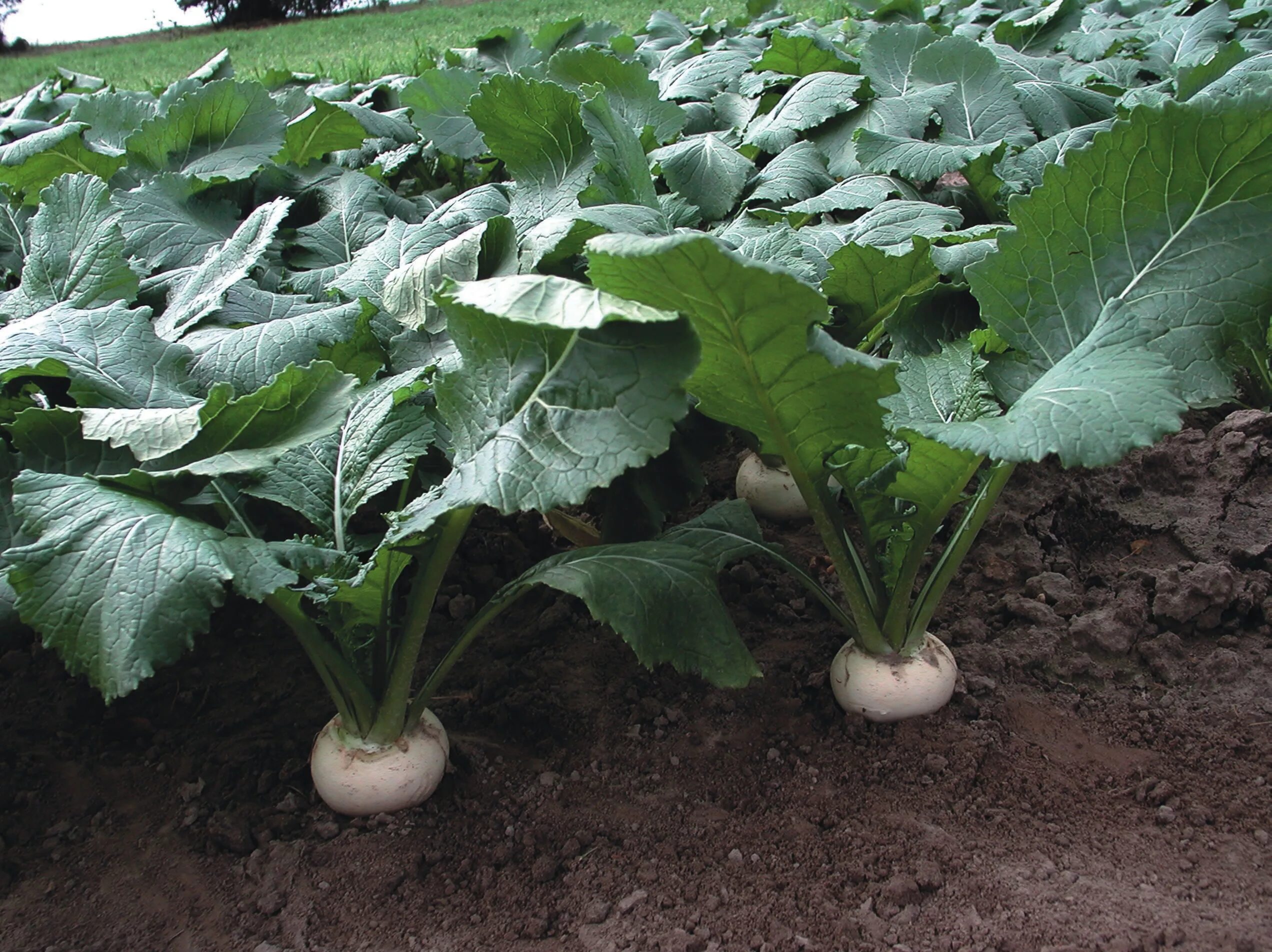 Как вырастить репу в открытом грунте. Турнепс (Brassica Rapa). Турнепс и дайкон. Рассада редьки дайкон. Редька, брюква, дайкон.