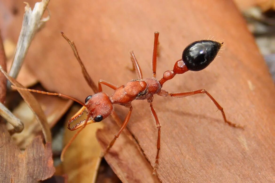 Myrmecia brevinoda. Красный муравей-бульдог. Myrmecia nigrocincta. Формика руфибарбис.
