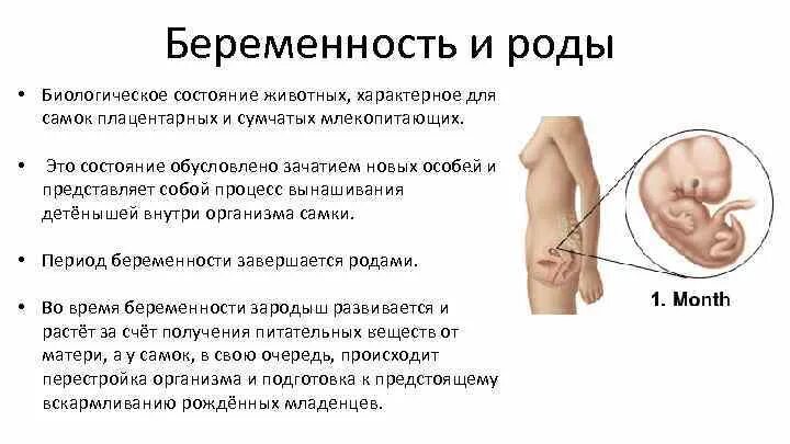 Беременность биология. Беременность биология 8 класс. Беременность и роды биология 8 класс. Строение беременной женщины. Беременность и роды биология 8