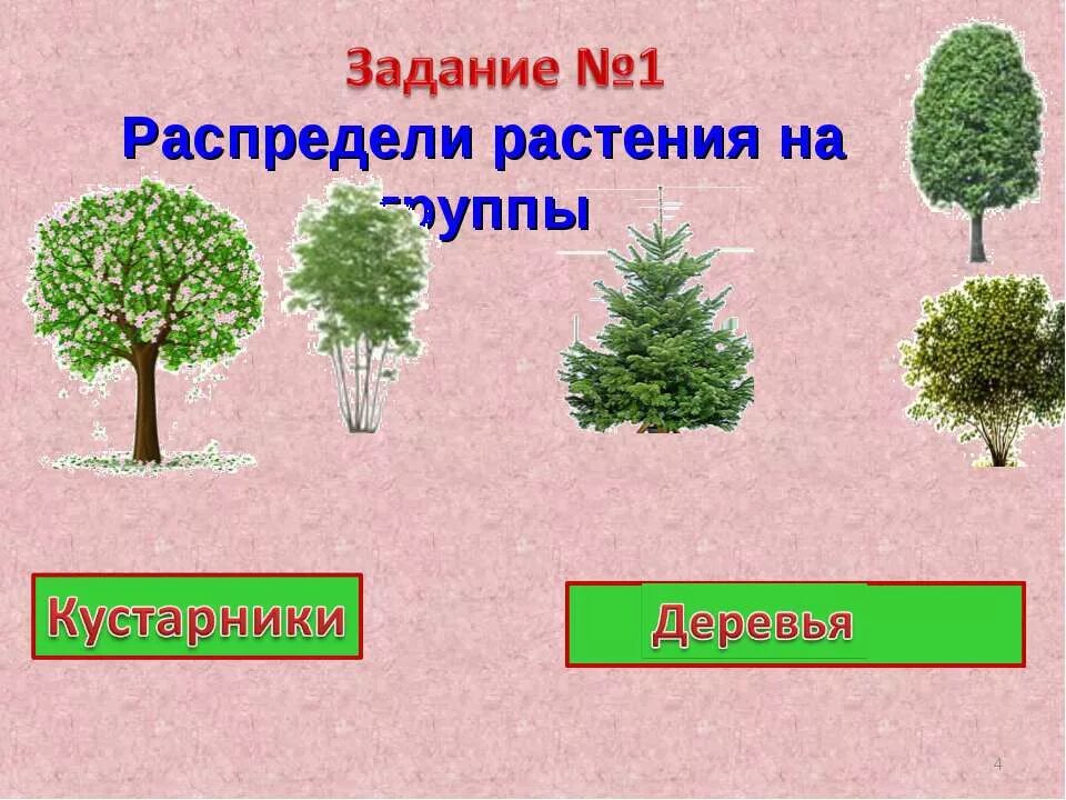 Урок дерево 8 класс. Деревья кустарники травы. Деревья и кустарники задания. Деревья для дошкольников. Деревья и кустарники для детей.