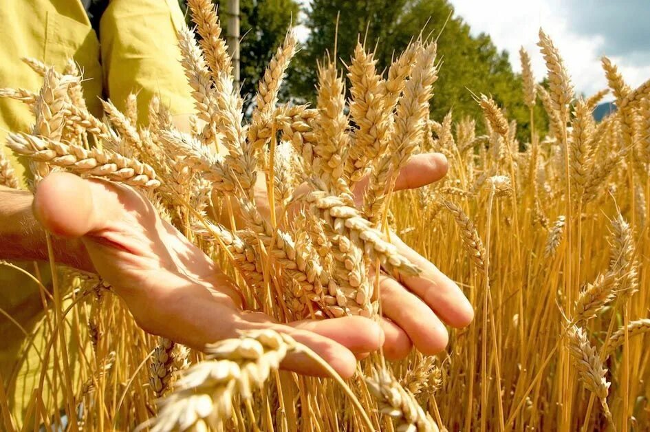 Из каких зерновых культур делают хлеб. Сбор пшеницы. Сбор урожая пшеницы. Жатва пшеницы. Колосья пшеницы.