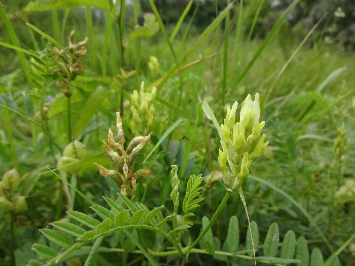 Астрагал нутовый. Астрагал Лисий Astragalus vulpinus. Астрагал солодколистный. Астрагал солодколистный (Astragalus glycyphyllos). Астрагал польза и вред