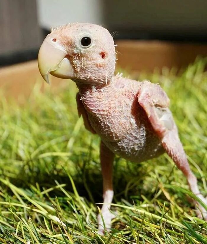 Человек животное без перьев. Лысый птенец попугая. лысый попугай волнистик. птица без перьев. птенец без перьев.
