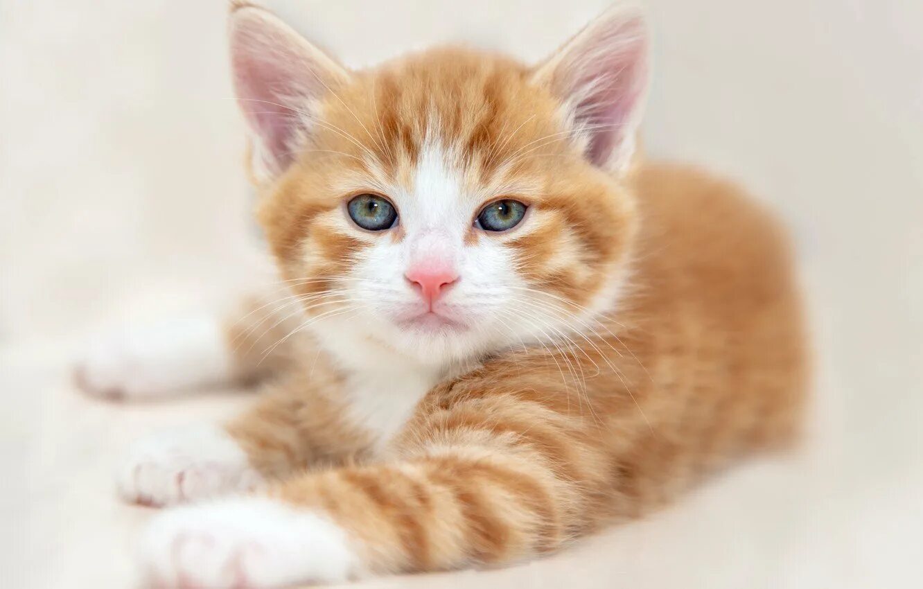 Рыжий кот пермь. Сибирская кошка рыжая короткошерстная. рыже белый котенок. рыжий котёнок. рыже белая кошка.