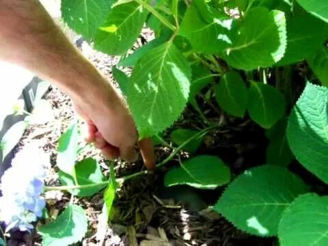 Как размножить гортензию почками