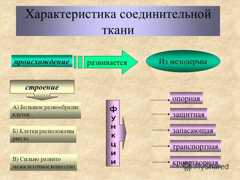 общее свойство соединительной ткани