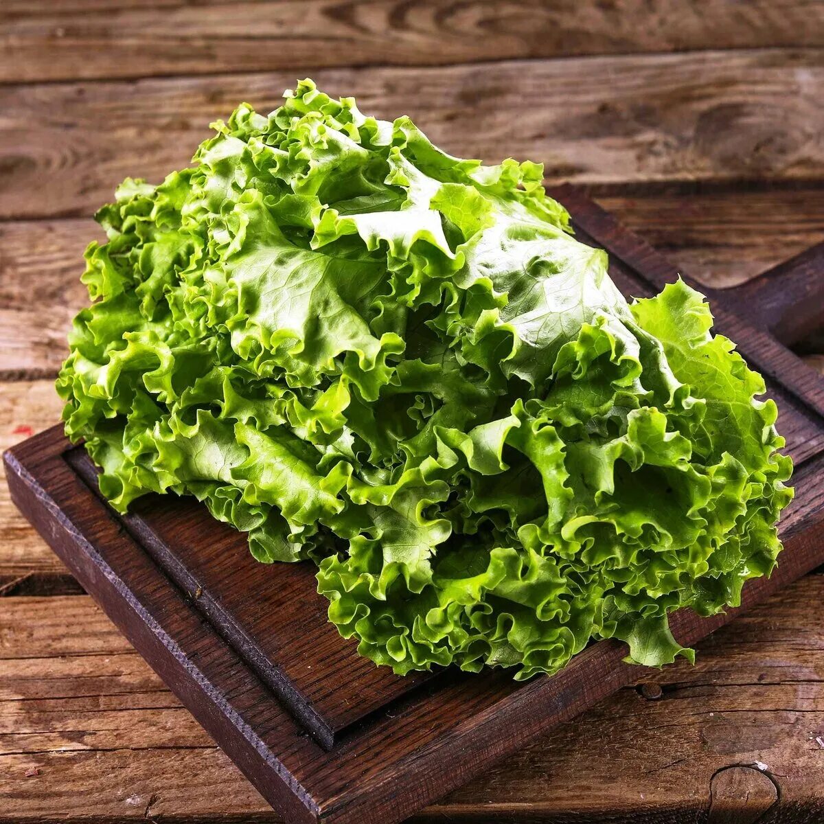 Латук индийский. Салат романо латук. Зелень для салатов. Салат латук айсберг. Салат латук обливион.