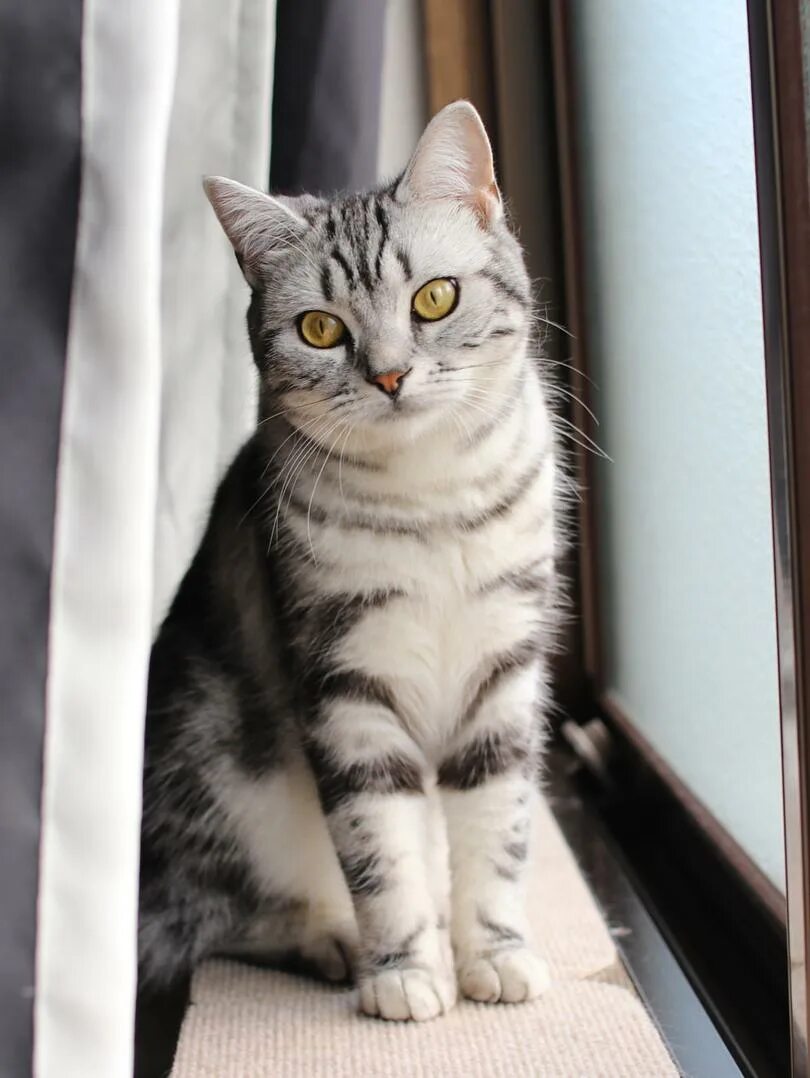 Как выглядит американская короткошерстная кошка Special Caretaking Tips For the American Shorthair American shorthair cat, Ameri