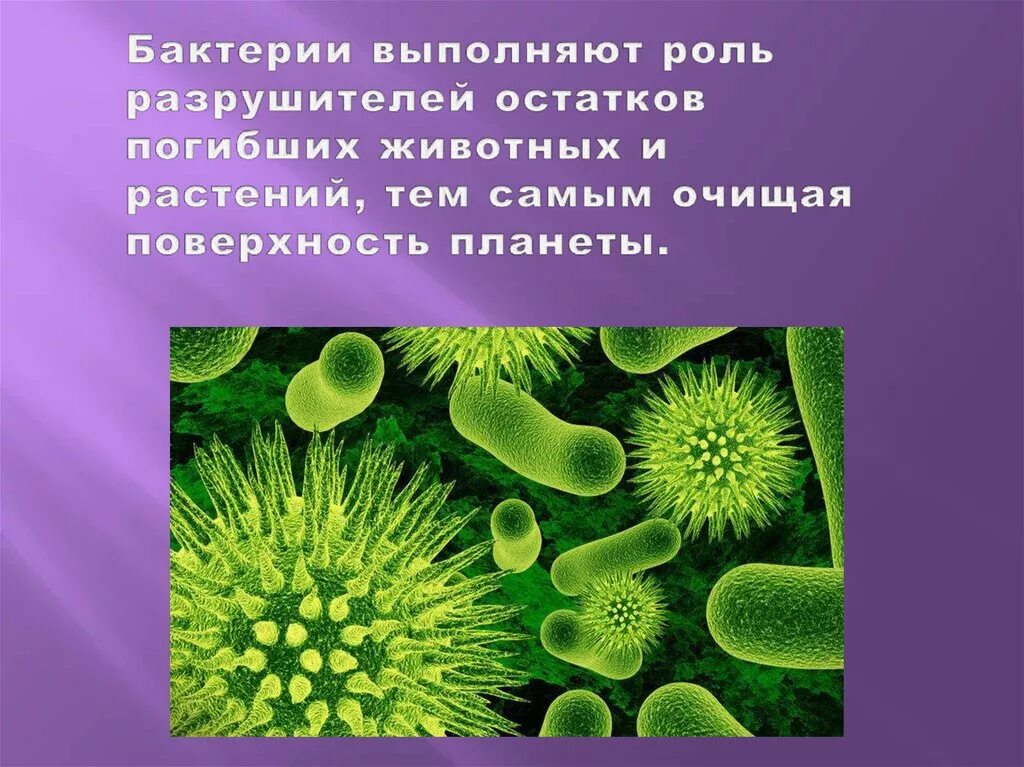 Доклад о бактериях. Бактерии презентация. Бактерии проект. Презентация на тему бактерии.