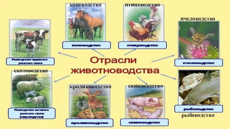 Отрасли животноводства 3 класс. Отрасли животноводства отрасли животноводства. Отрасли животноводства в нашем крае. Отрасли животноводства для детей.