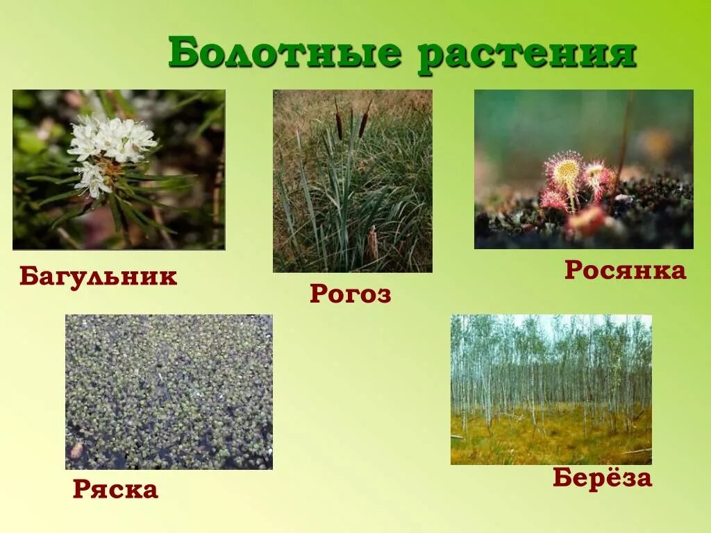 Растения болота являются. Растения болот. Цветы которые растут на болотах. Растения растущие на болоте. Трава растущая на болотах.