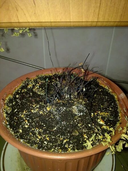 комнатная роза чахнет. комнатная роза чахнет. засохшая роза в горшке. комнатная роза засыхает. как оживить засохшую розу в горшке.