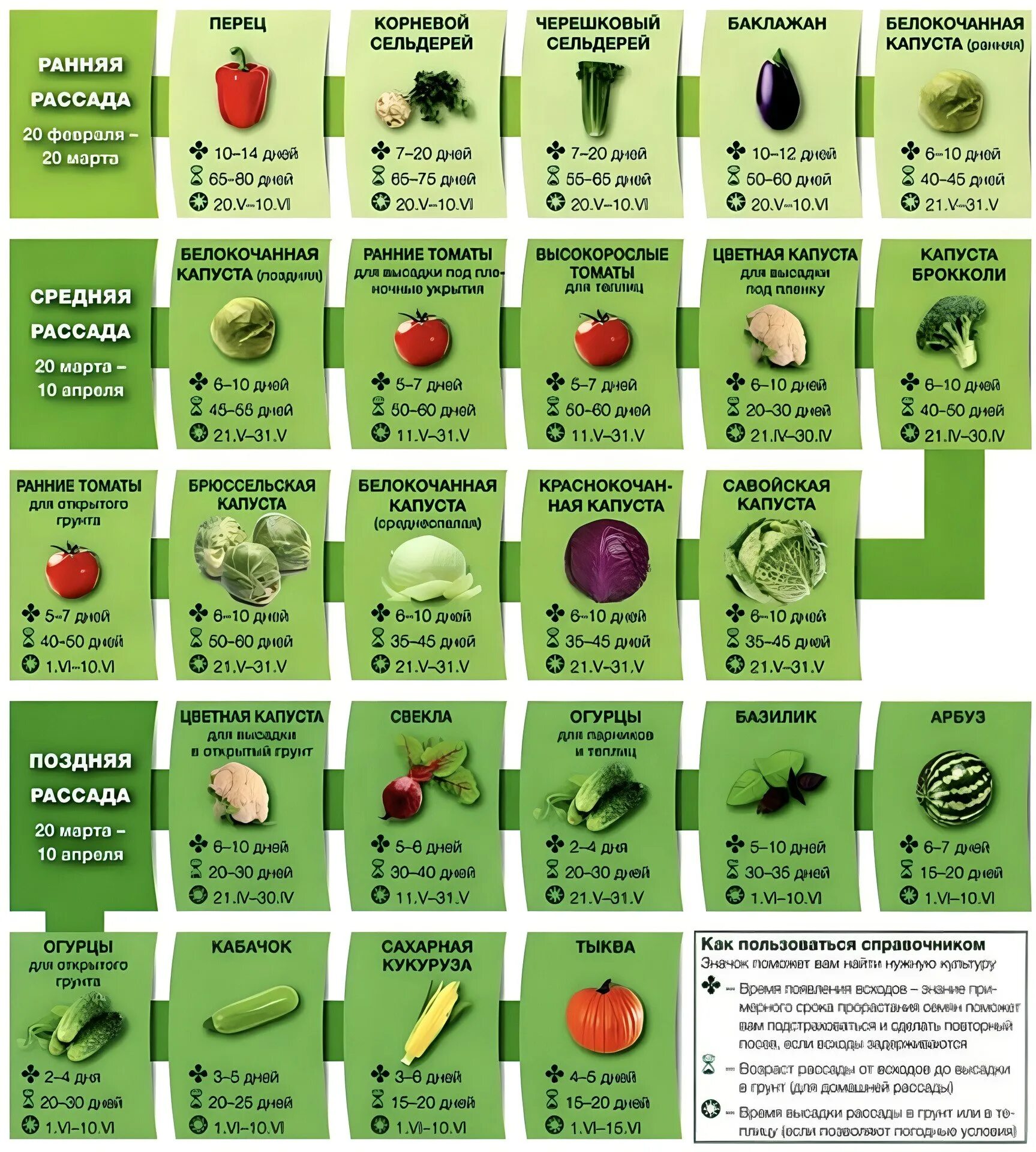 Семена овощей на 2024. Таблица высадки семян на рассаду. Когда сажать рассаду. Посадка нароссаду овощи. Когда сажать овощи на рассаду.